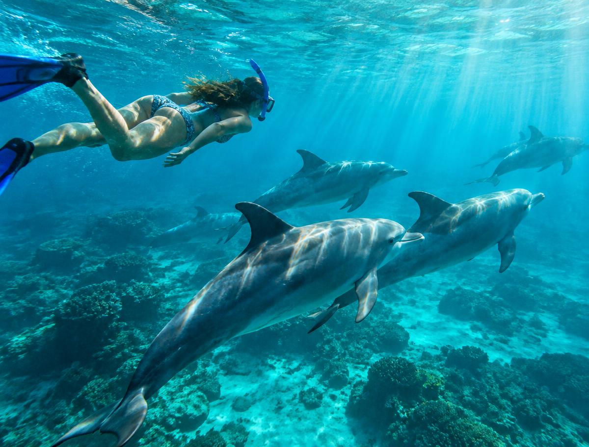 Mnemba Atoll Snorkeling & Dolphins